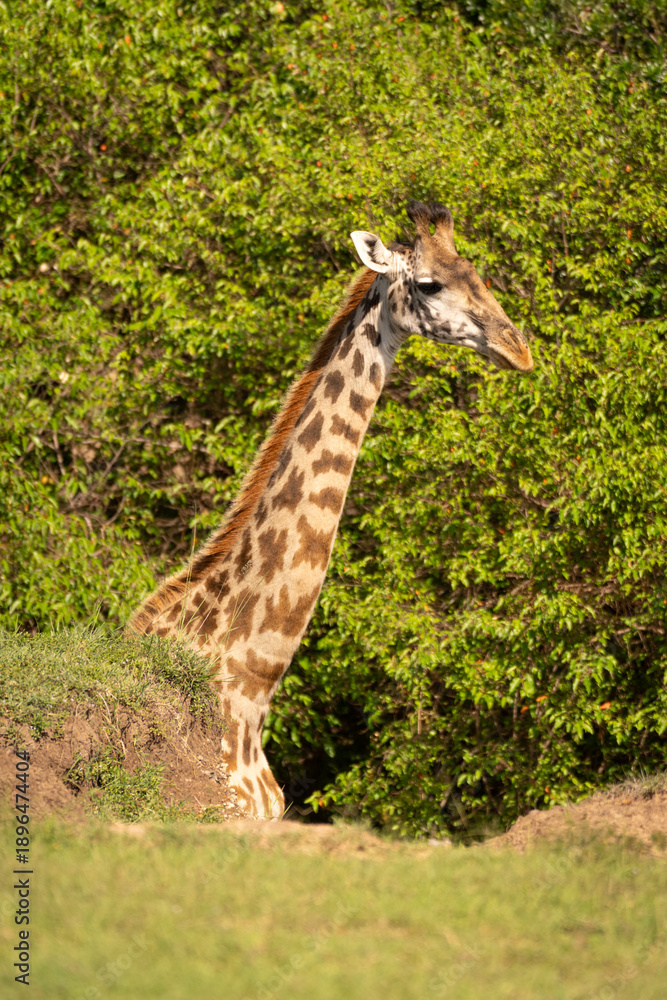 Obraz premium Masai giraffe standing half-hidden by grassy bank