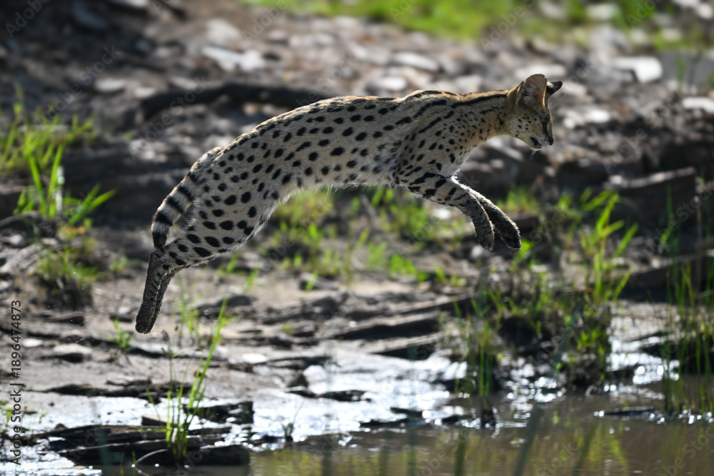 Naklejka premium Serval jumping over stream from rocky bank