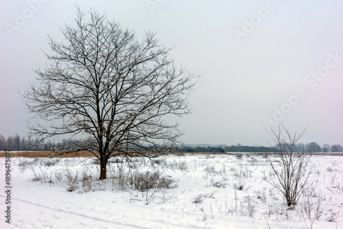 Wallpaper Mural A solitary leafless tree stands in a vast, snow-covered field under a misty winter sky Torontodigital.ca