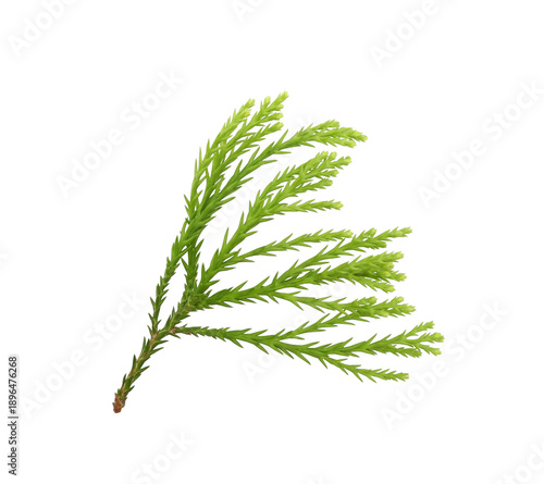 Fresh branch of Japanese cedar or Cryptomeria japonica isolated on white background