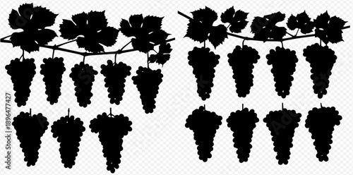 Silhouettes of grapevines with clusters of grapes, perfect for vineyard and wine-related designs.