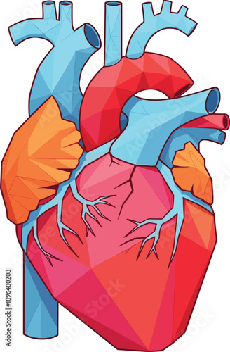 Anatomical Human Heart Vector Illustration in Vibrant Low Poly Geometric Style for Medical Science Research, Healthcare Infographics, Cardiology Education, and Modern Biology Digital Designs
