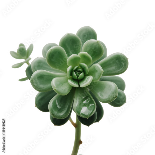 Succulent Plant With Thick Green Leaves in Natural Light on a Plain Background