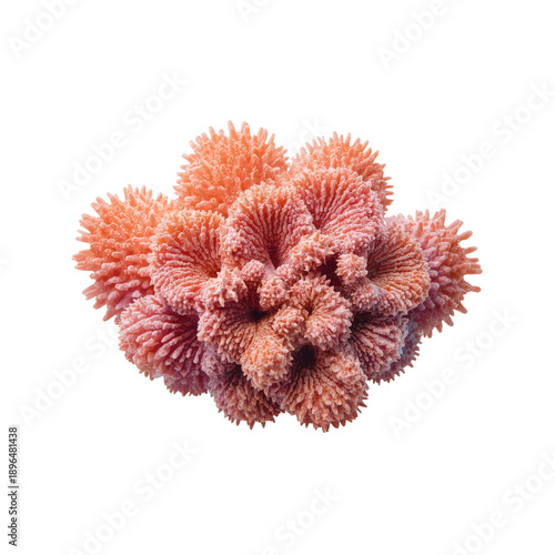 Coral Cluster in Bright Colors Growing in the Ocean Near a Sandy Seabed at Noon