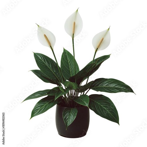 Plant With White Flower and Green Leaves on White Background in Indoor Setting