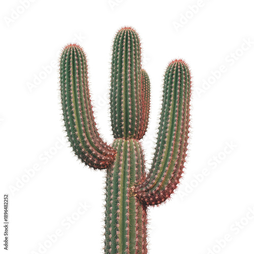 Cactus With Multiple Arms Growing in a Bright Environment From a Desert Region