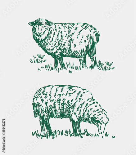 Sheep sketches, set of illustrations, hand-drawn vector