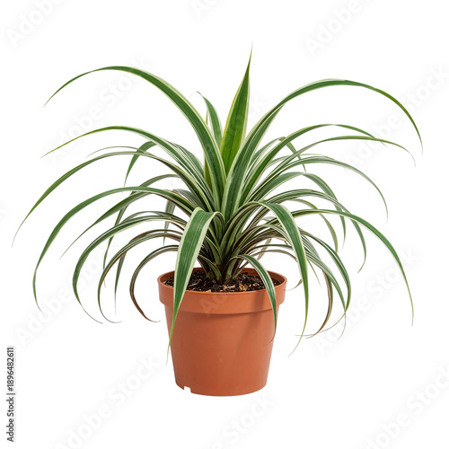 Green Plant in Brown Pot Located Indoors in a Well-Lit Room During the Day