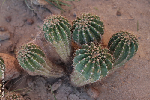 Cactus. Several small green cacti on sandy soil. Desert. Succulent plants.