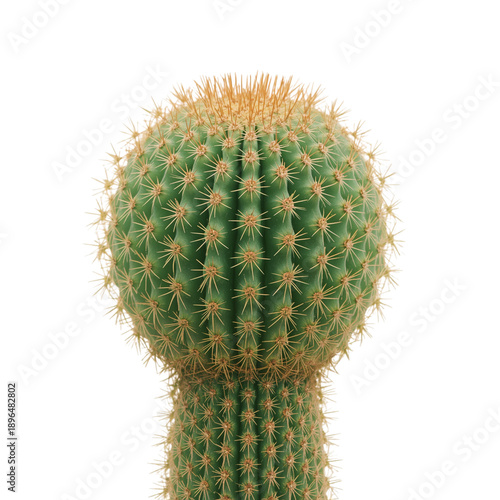 Cactus Stands Alone Under Bright Light in a Desert Setting During Daytime