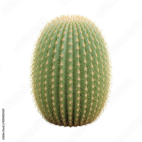 Cactus Stands Alone Under Bright Light in a Desert Setting During Daytime
