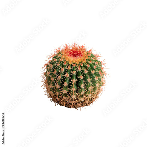 Round Cactus With Spines and Bright Top on a Plain Background