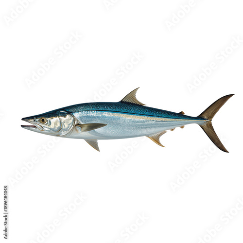 Fish Swimming in Water Showing Smooth Body and Fins During Bright Daylight Hours