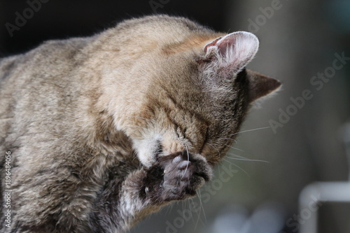 Wallpaper Mural Colonia felina Torontodigital.ca