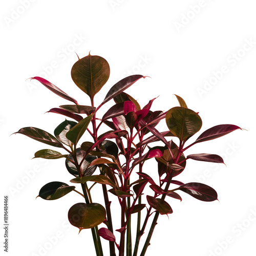 Beautiful Plant With Dark Leaves Growing Indoors Under Bright Light Conditions