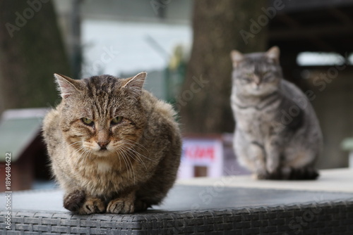 Wallpaper Mural Colonia felina Torontodigital.ca
