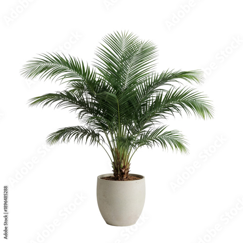 Indoor Palm Plant in White Pot Placed in Bright Room With Natural Light