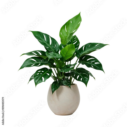 Monstera Plant in a Smooth Pot Placed Indoors Near a Light Source in a Bright...