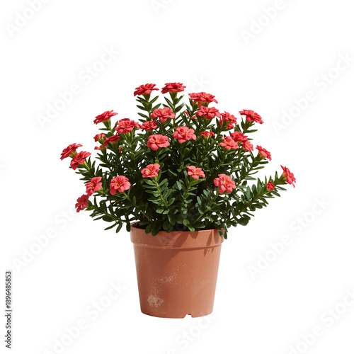 Flower Pot With Bright Red Blooms Placed on a White Surface in a Simple Setting
