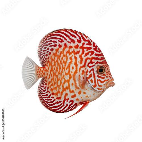 Colorful Fish Swims in Clear Water With Unique Patterns and Vibrant Colors, S...