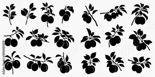 Set of Black Silhouettes of Plum Branches with Fruits and Leaves.