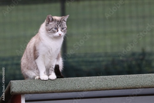 Colonia felina