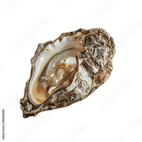 Oyster Shell Found on Beach Shore During Low Tide in the Afternoon Light