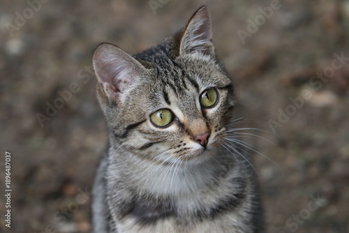 Wallpaper Mural Colonia felina Torontodigital.ca