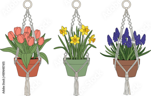 Flat vector illustration of three hanging flower pots in macrame plant hangers featuring pink tulips, yellow daffodils, and purple hyacinths,