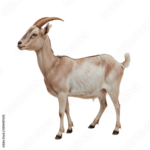 Goat Standing on White Background With Detailed Features and Prominent Horns