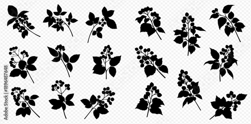 Collection of black silhouettes of branches with leaves and berries, isolated on white background.