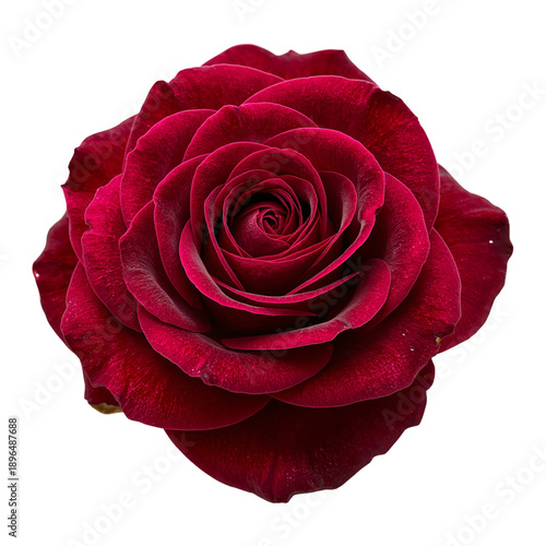 Bright Red Rose Rests on White Background Capturing Natural Beauty at Close R...
