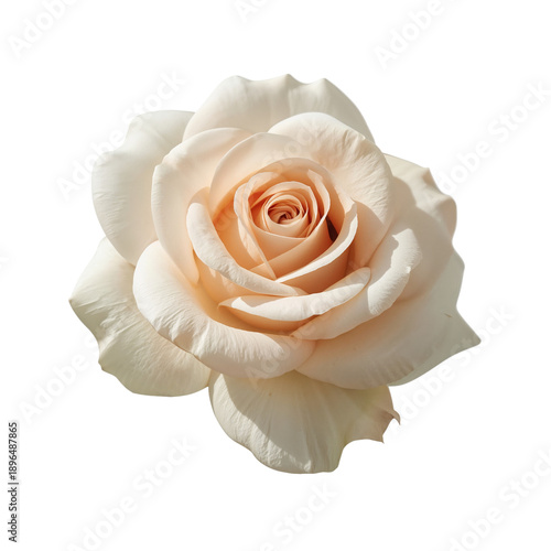 Close up of a Light-Colored Rose With Soft Petals in a Simple and Natural Set...