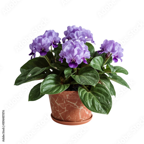 Purple Flowers in a Pot Placed on a Table in a Bright Indoor Setting During a...