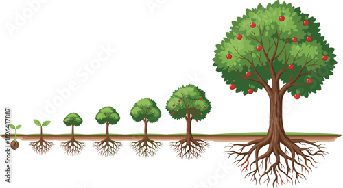 Vector illustration showing the life cycle stages of an apple tree from seed and sprout to growing plant and harvest,