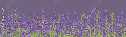 Lavender field seamless vector illustration depicting lush lavender blossoms against a purple background. Vibrant colors and detailed floral elements enhance this captivating nature scene.