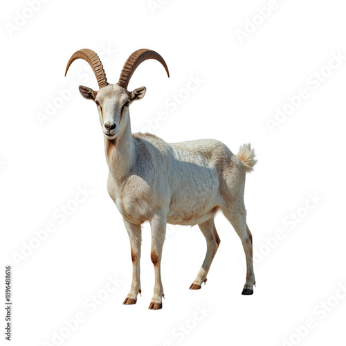 White Goat With Curved Horns Standing in Front of a Plain Background During D...