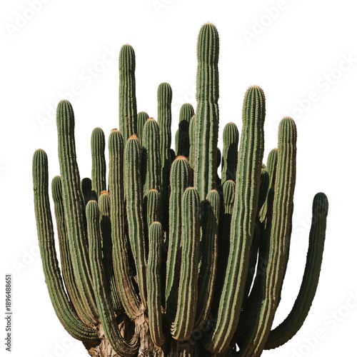 Cactus With Tall Arms Stands Against a White Background During Daylight Hours