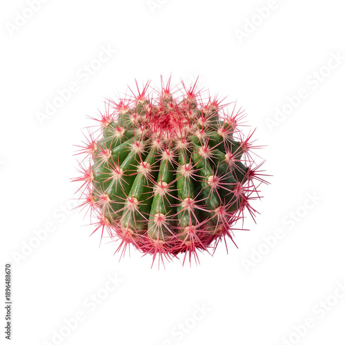 Small Round Cactus With Pink Spines on a White Background Showing Its Unique ...