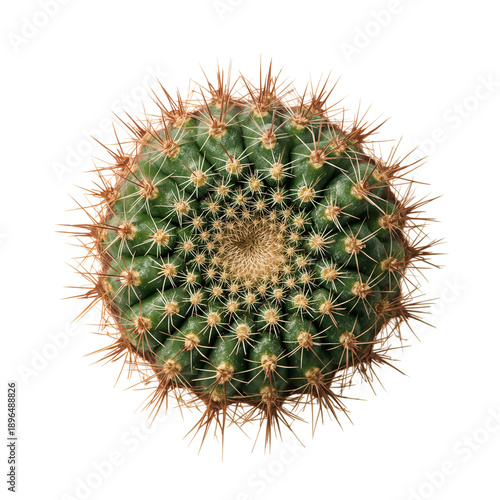Cactus Plants Grow in Different Shapes and Sizes With Various Spikes in a Gar...