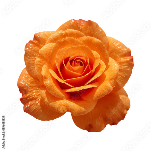 Orange Rose Flower With Detailed Petals Placed on White Background