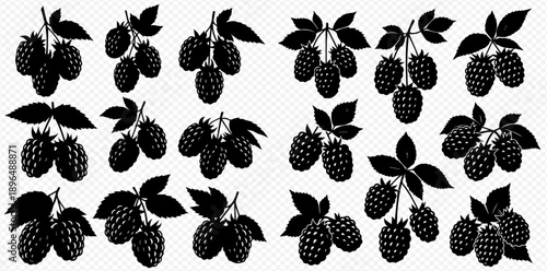 Set of black and white blackberry silhouettes with leaves, isolated on transparent background.