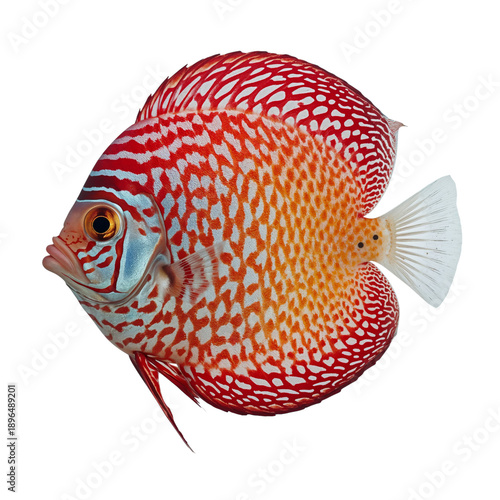 Colorful Fish Swims in Clear Water With Unique Patterns and Vibrant Colors, S...
