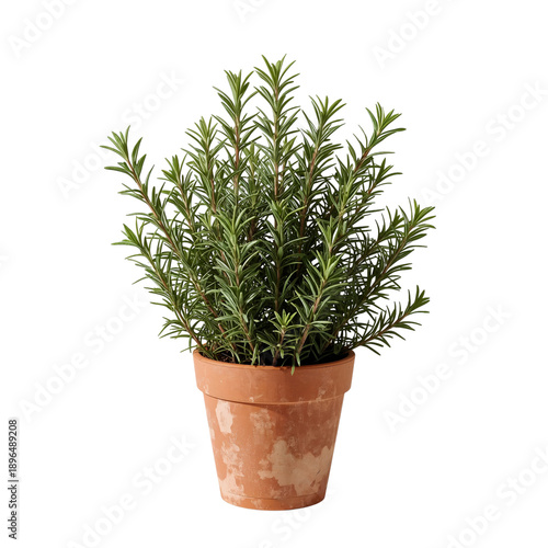 Growing Rosemary in a White Pot on a Clean Surface