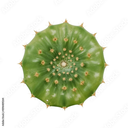 Cactus Growing in a Sunny Environment With Bright Green Color and Distinct Sh...