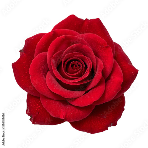 Red Rose With Many Petals Placed on a White Background in Daytime Light