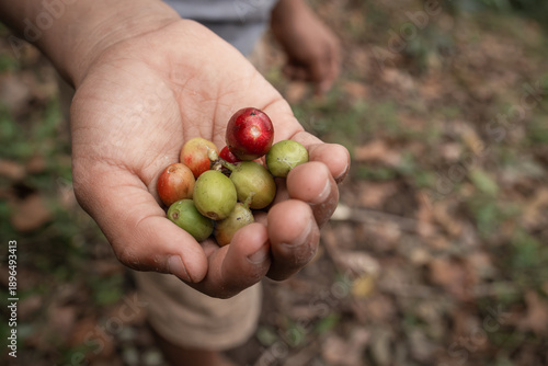 A hand holds freshly picked coffee cherries in different stages of ripeness, showing the harvest process and the human connection to coffee farming.