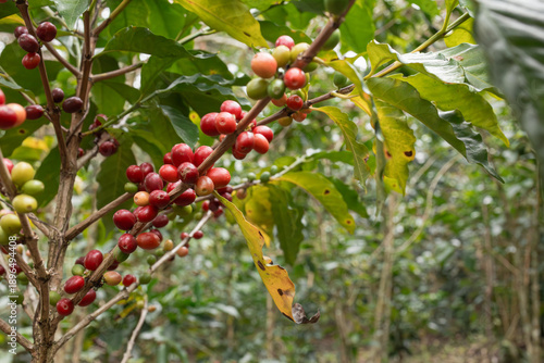 Ripe red coffee cherries grow on a branch in a tropical coffee farm, showing the harvest stage of coffee production and sustainable agriculture.