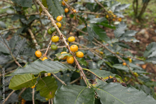 Yellow and green coffee cherries grow on a coffee plant branch, showing a rare variety of coffee fruit during the harvest season on a tropical farm.