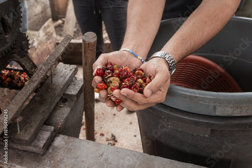 Hands hold freshly pulped coffee cherries beside a manual coffee processing machine, showing the post-harvest step of turning fruit into coffee beans.